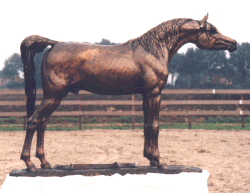 Life Size bronze arabian horse